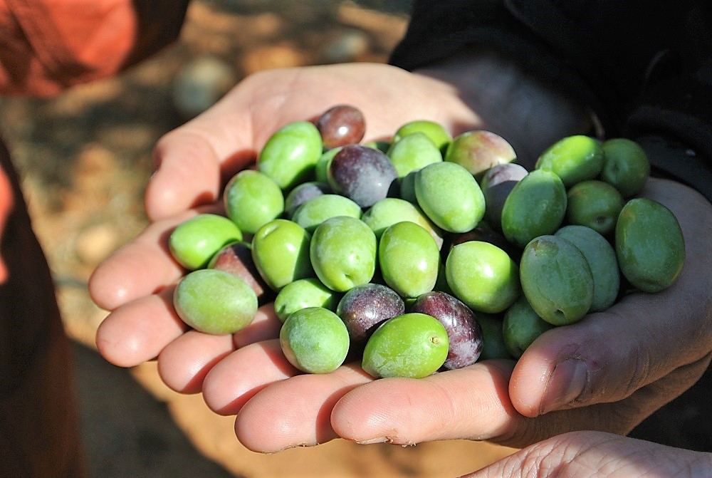 11月のスペインはオリーブ収穫期真っただ中 生産量世界一の地のオリーブ収穫方法はダイナミック オリーブ世界一の国 スペインから Eオリーブオイル選び Buy The Good Olive Oil