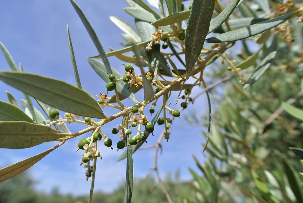 5月は待ちに待った開花の時 白く小さなオリーブの花にまつわるお話 オリーブ世界一の国 スペインから Eオリーブオイル選び Buy The Good Olive Oil