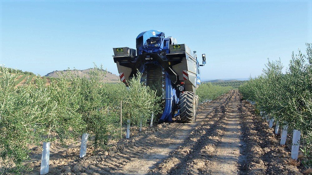 超高密植栽培法のオリーブ畑におけるダイナミックな収穫